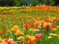 花畑