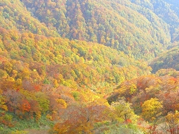 紅葉